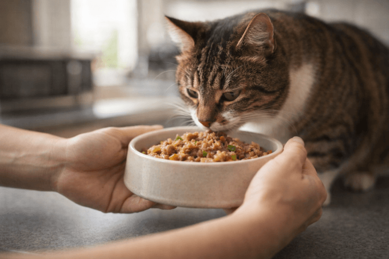 Happy cat eating vet-approved homemade cat food from a bowl