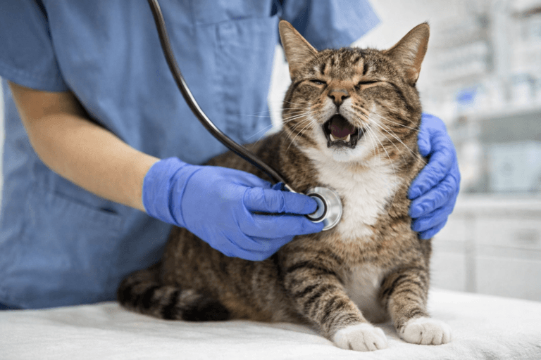 Veterinarian examining a cat's chest while it coughs during a check-up for breathing problems