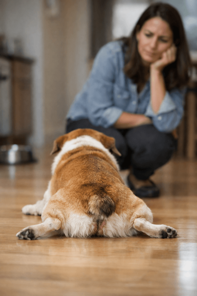 Dog scooting on the floor due to rear-end irritation