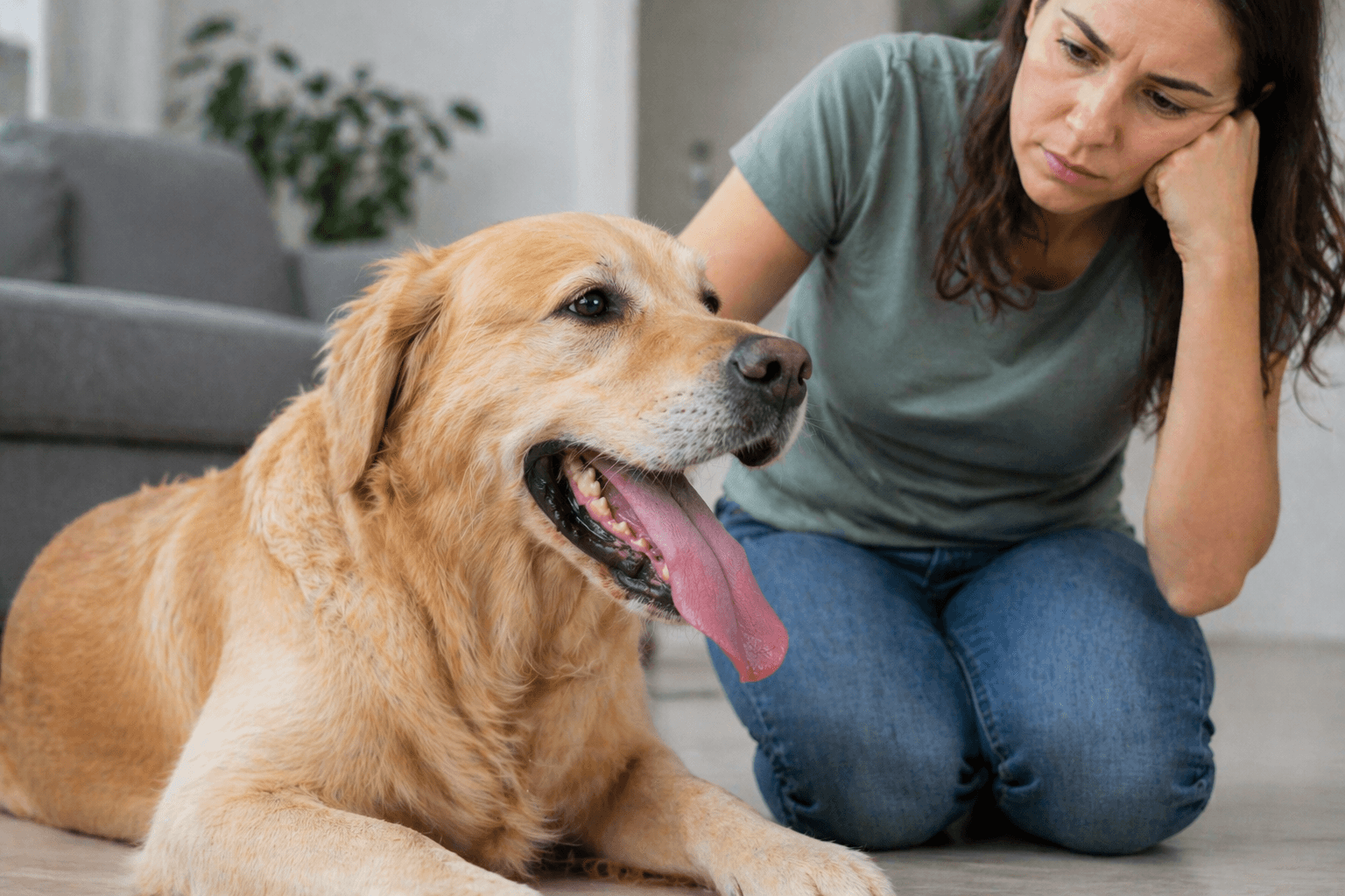 Dog panting heavily indoors while owner looks concerned