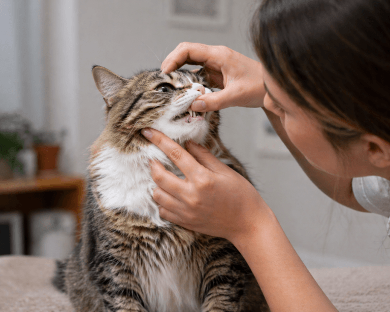 Cat with bad breath being checked by a concerned owner indoors