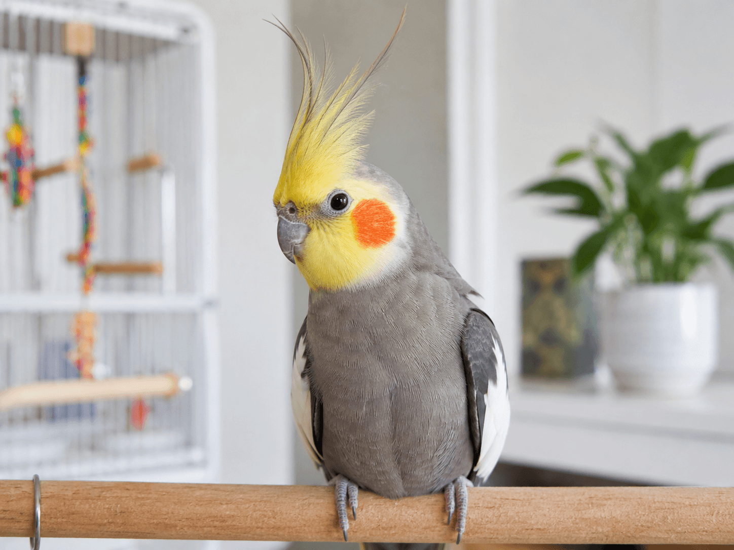 Healthy blue budgie perched inside a clean indoor bird cage.