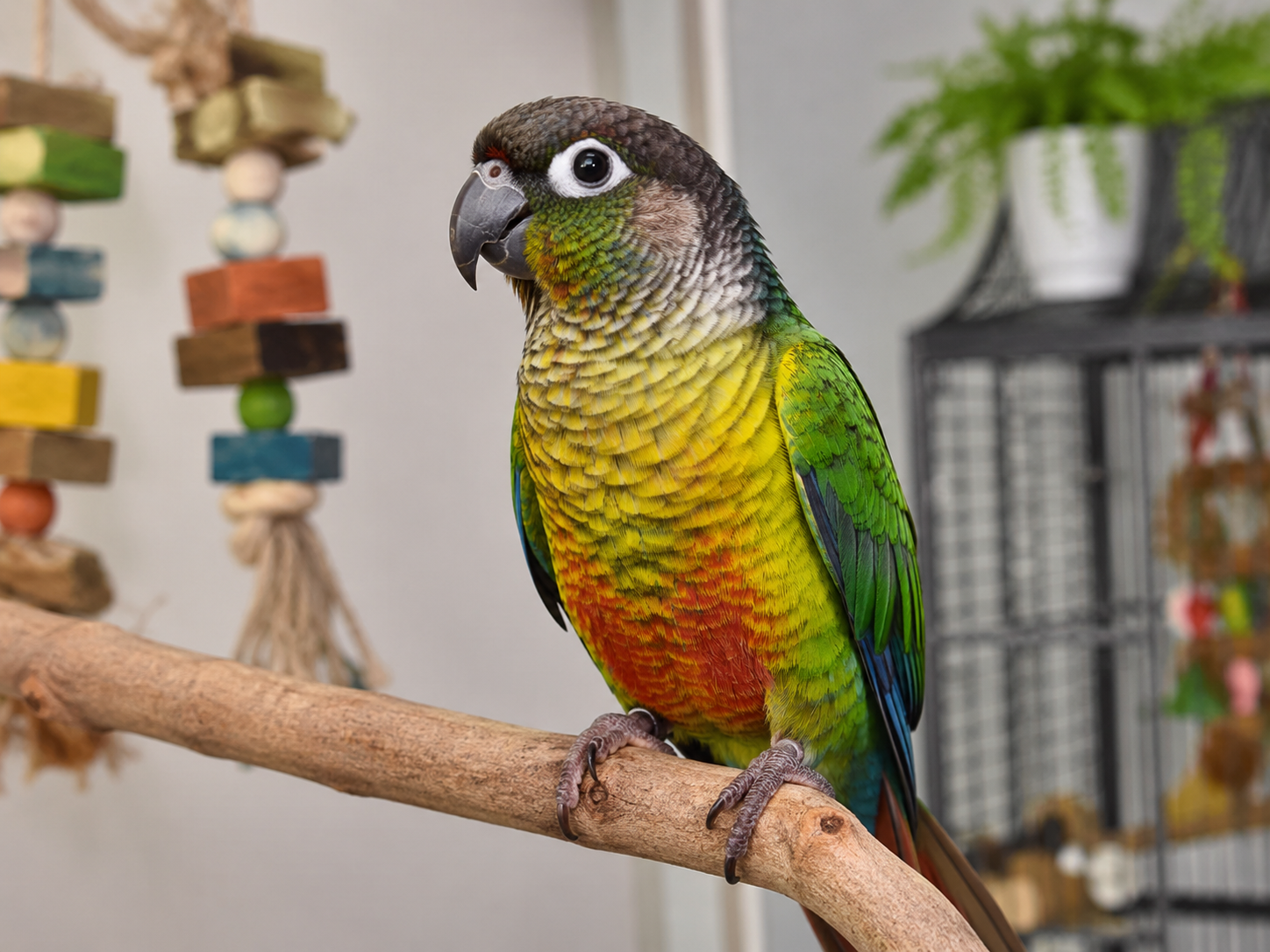 Healthy cockatiel perched in a bright indoor bird care setup.