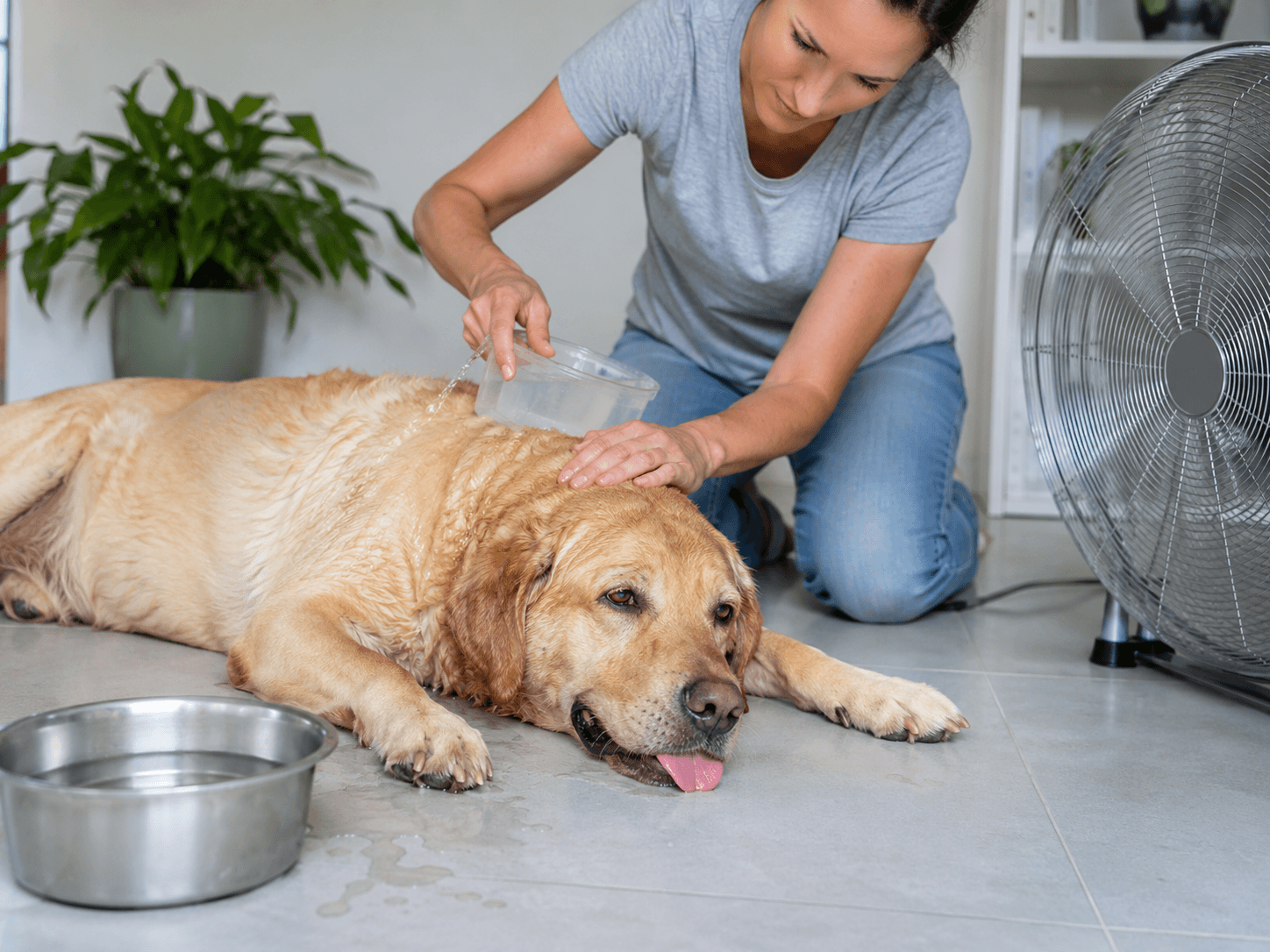 Owner cooling an overheated dog with water and a fan during heatstroke first aid.