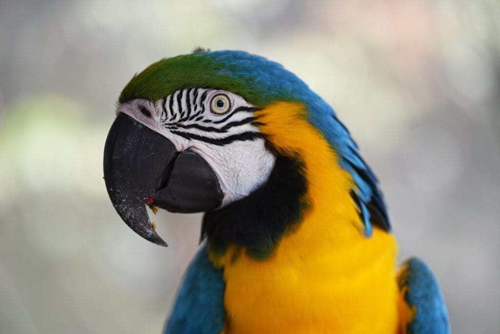 Colorful pet bird illustrating breathing problems, tail bobbing and open-mouth breathing
