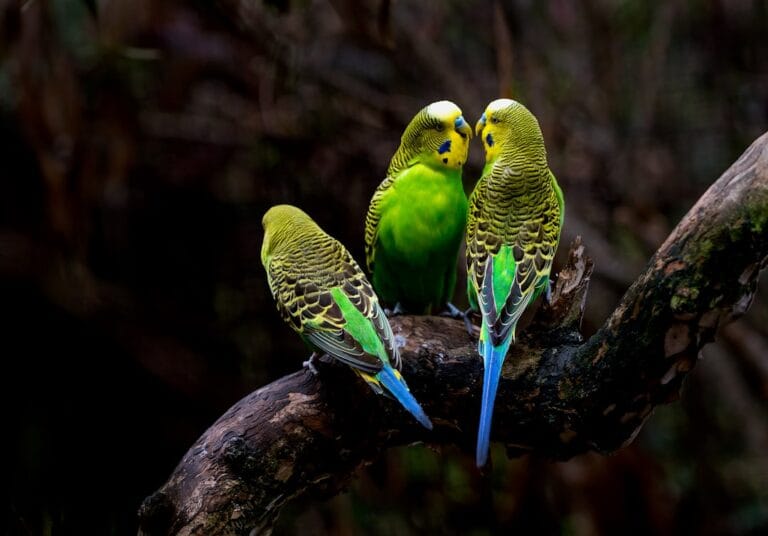 Group of green budgies perched together