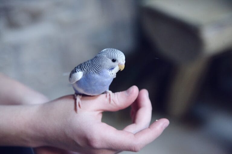 Small blue budgie perched calmly on a person's hand