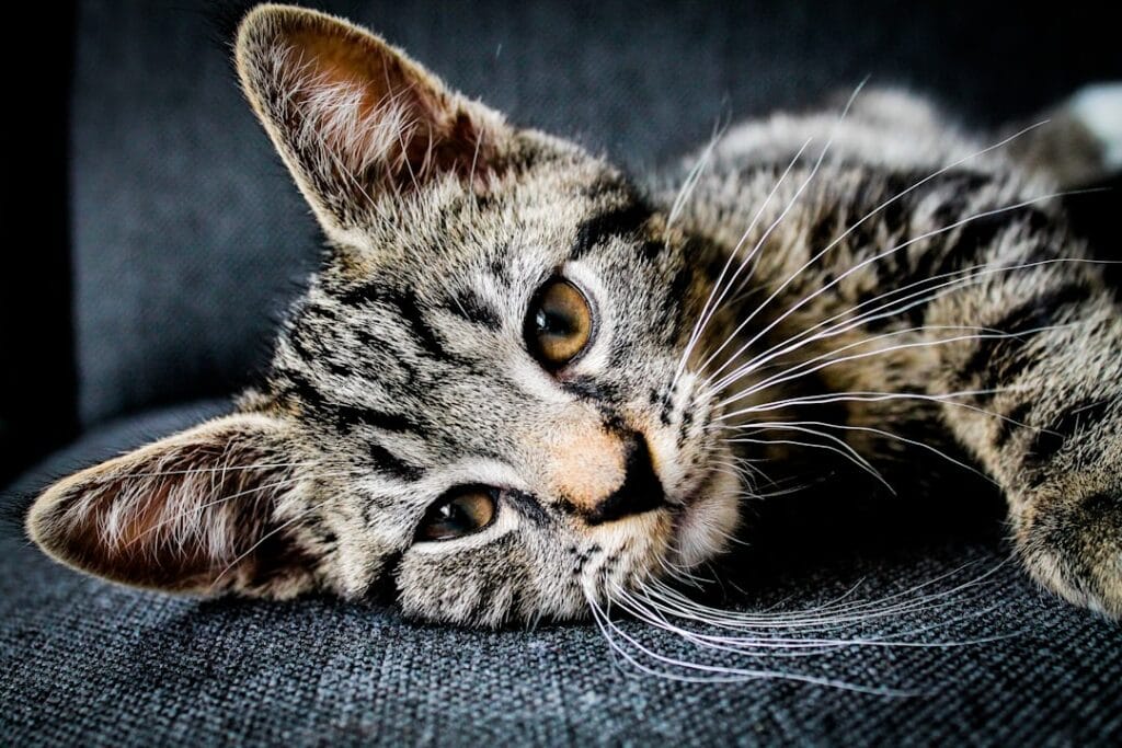 Tabby cat resting on a couch with its mouth closed