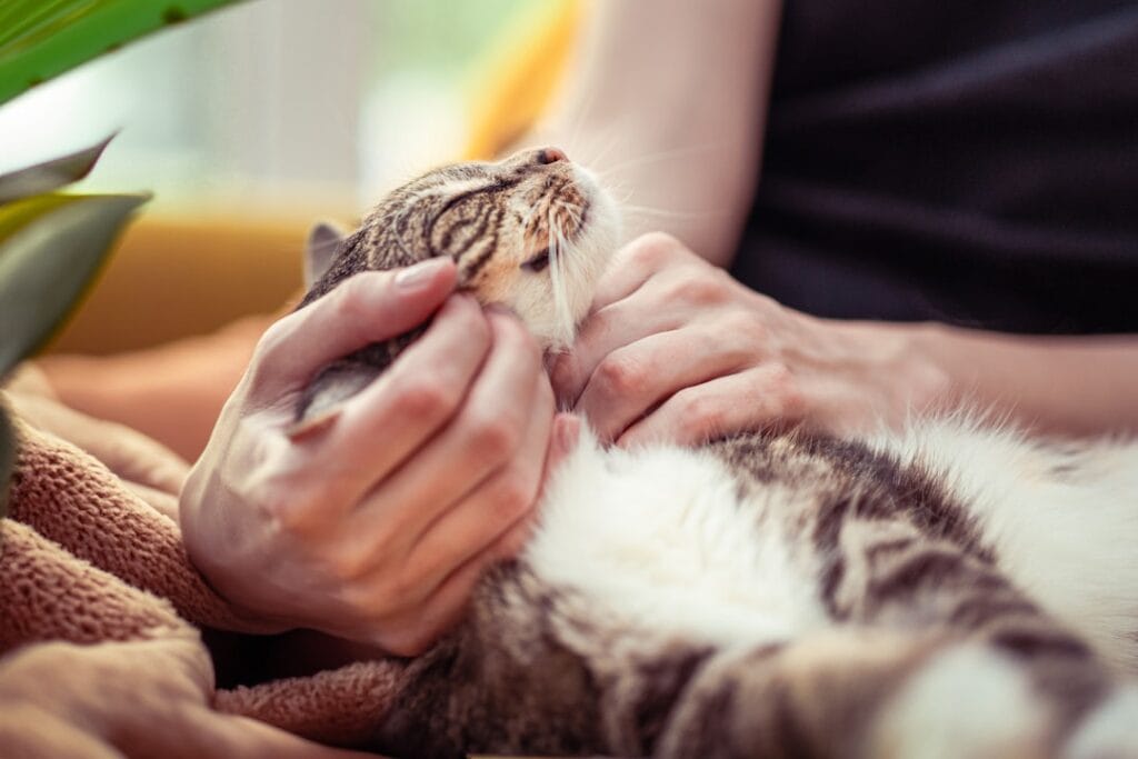 Domestic cat resting beside its owner on a sofa