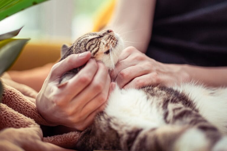 Domestic cat resting beside its owner on a sofa