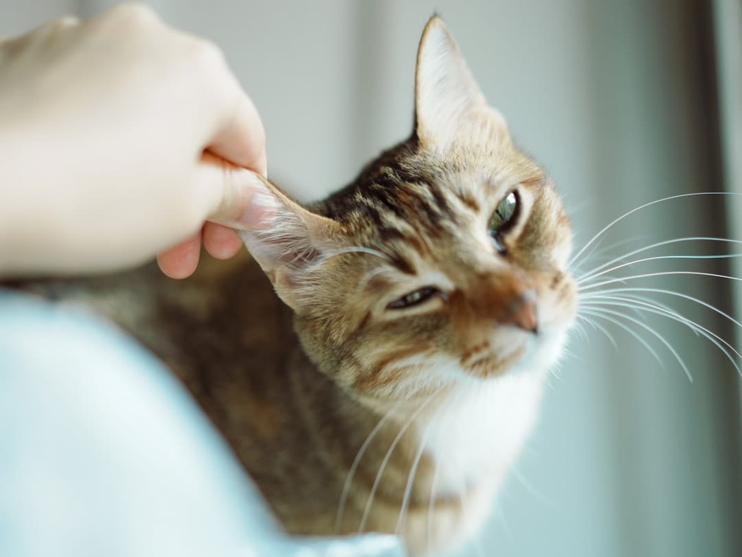 Close-up of a tabby cat while a person gently touches near its ear
