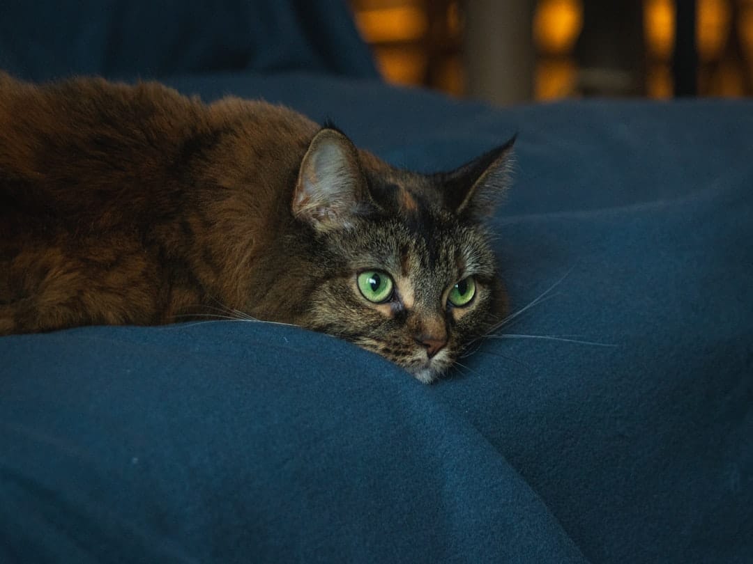 Tabby cat sleeping peacefully on a blanket while experiencing normal sleep twitching