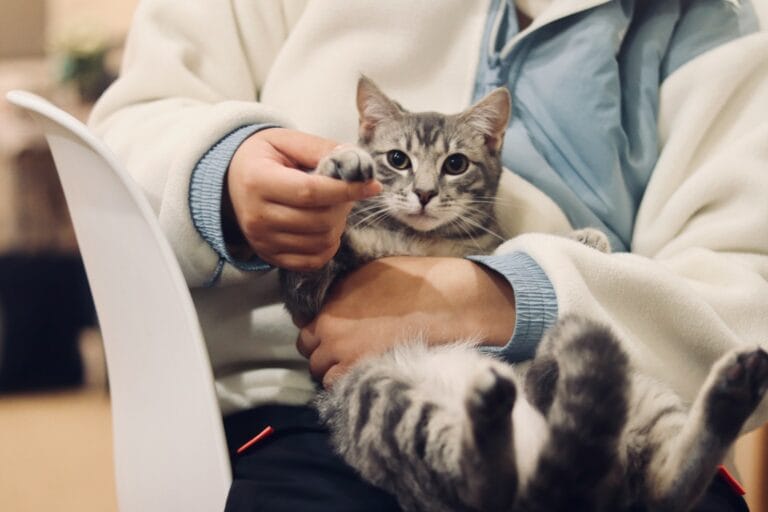 Veterinarian examining a cat during a pet vaccination visit