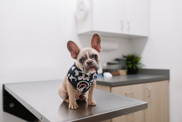 Dog receiving a routine veterinary examination