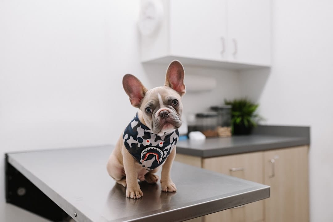 Dog receiving a routine veterinary examination
