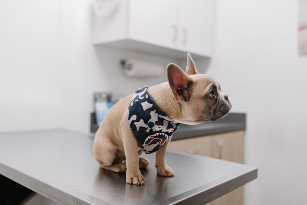 Dog sitting calmly during a veterinary visit