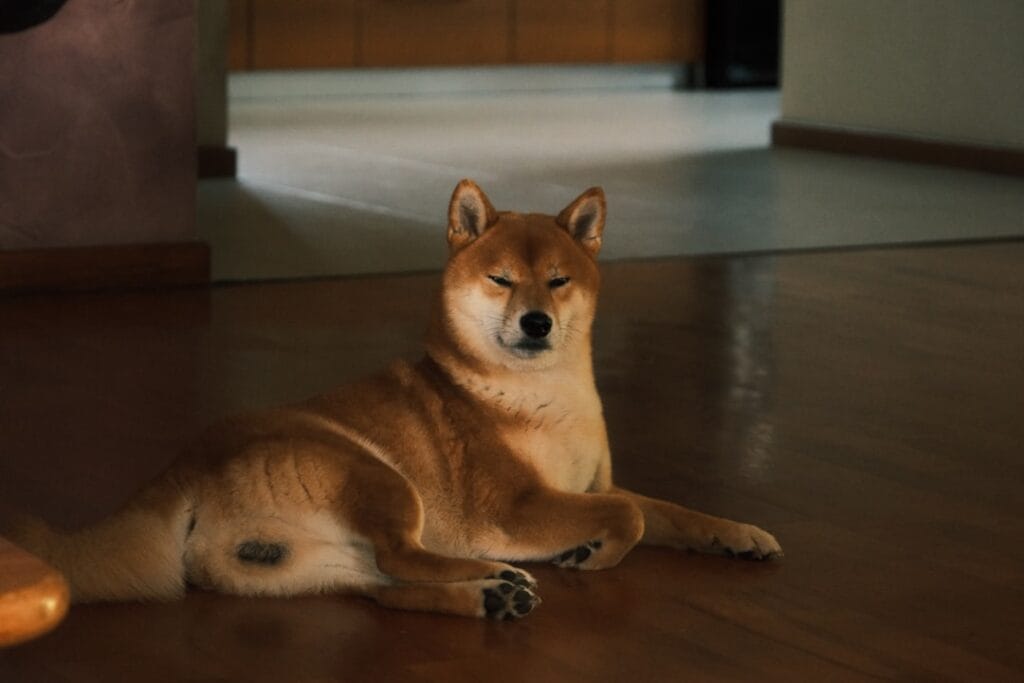 Shiba Inu dog resting on a wooden floor indoors