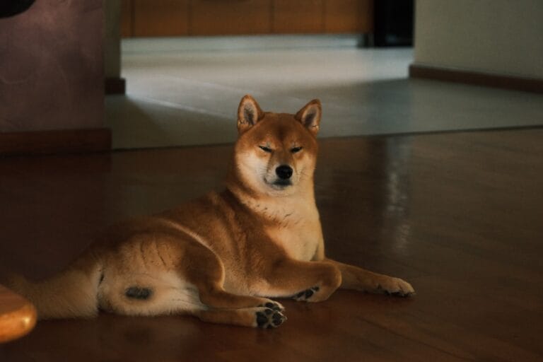 Shiba Inu dog resting on a wooden floor indoors