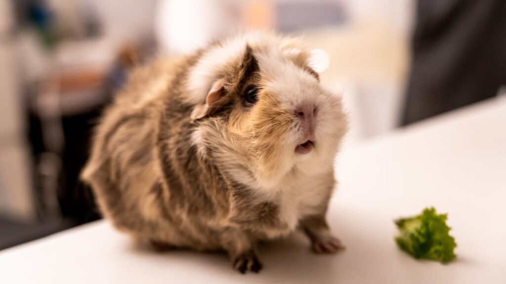Guinea pig illustrating dental problems, overgrown teeth, warning signs and veterinary treatment