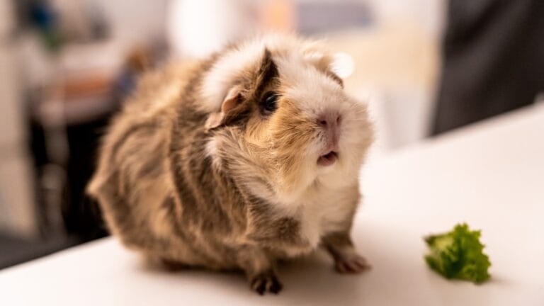 Guinea pig illustrating dental problems, overgrown teeth, warning signs and veterinary treatment