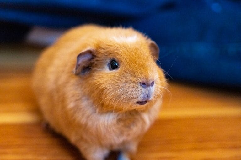 Brown and white guinea pig sitting on soft bedding