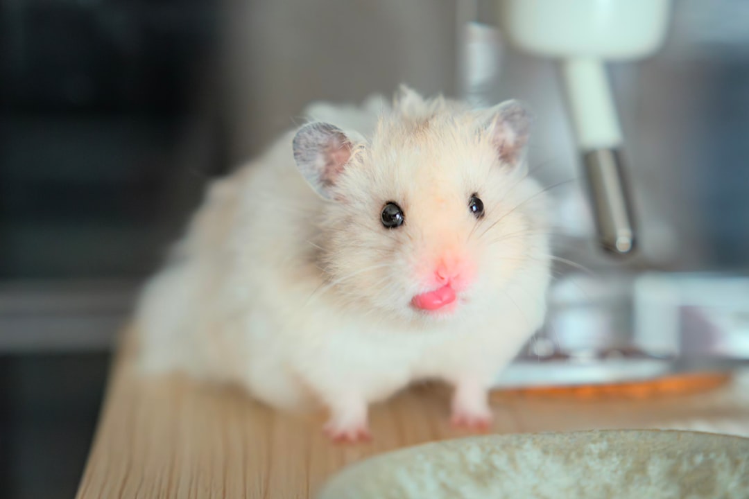 White hamster standing beside a small food bowl on a table