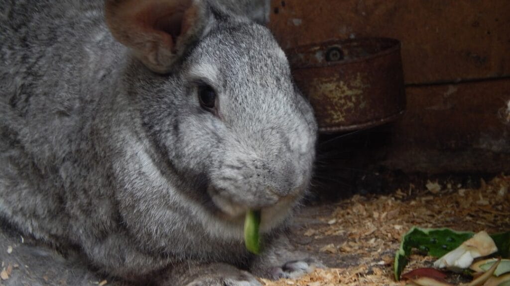 Gray rabbit eating leafy greens inside a wooden enclosure