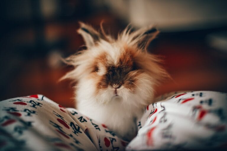 Pet rabbit sitting indoors and looking toward the camera