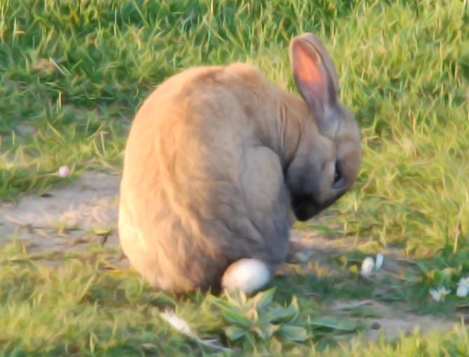 Domestic rabbit resting on grass for a veterinary guide about appetite loss and GI stasis