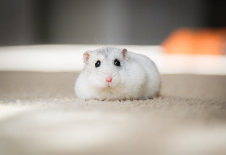 Close-up portrait of a pet hamster