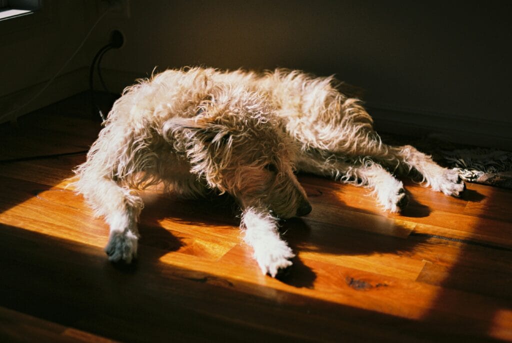 Weak, lethargic dog lying on the floor, a common presenting sign of Addison's disease