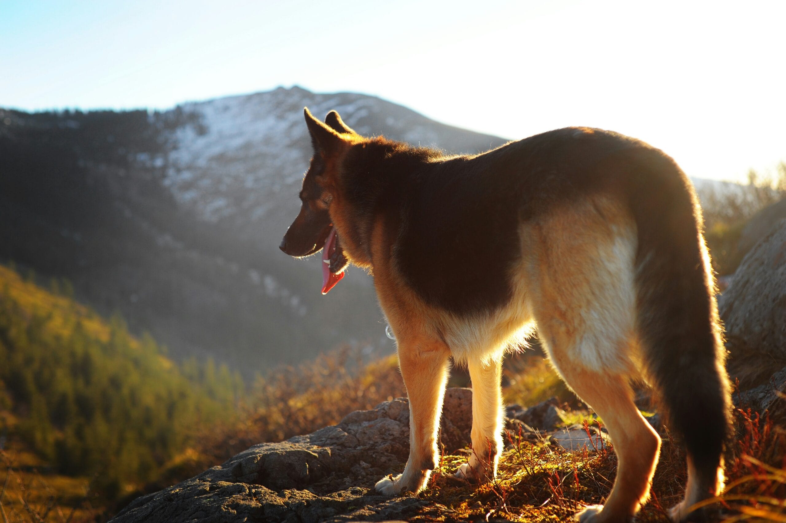 German Shepherd dog walking, a breed with genetic testing available for degenerative myelopathy risk