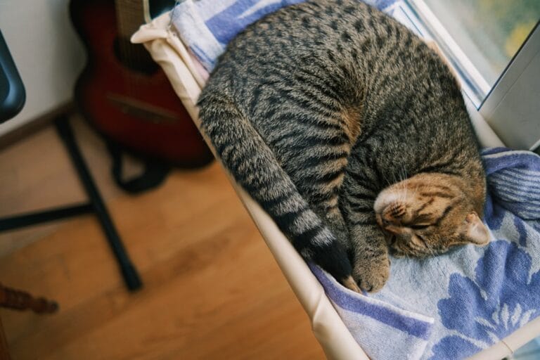 Cat sleeping curled up on a blanket