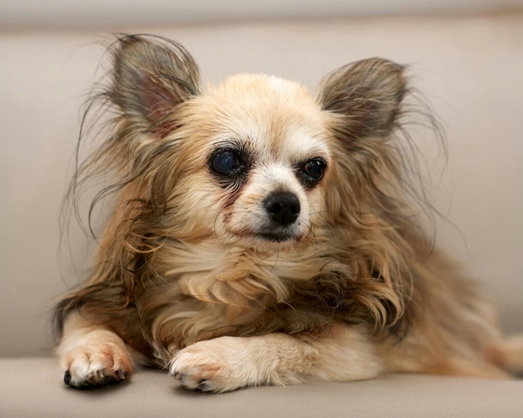 Senior dog resting calmly, cataracts being a common age-related eye condition in older dogs
