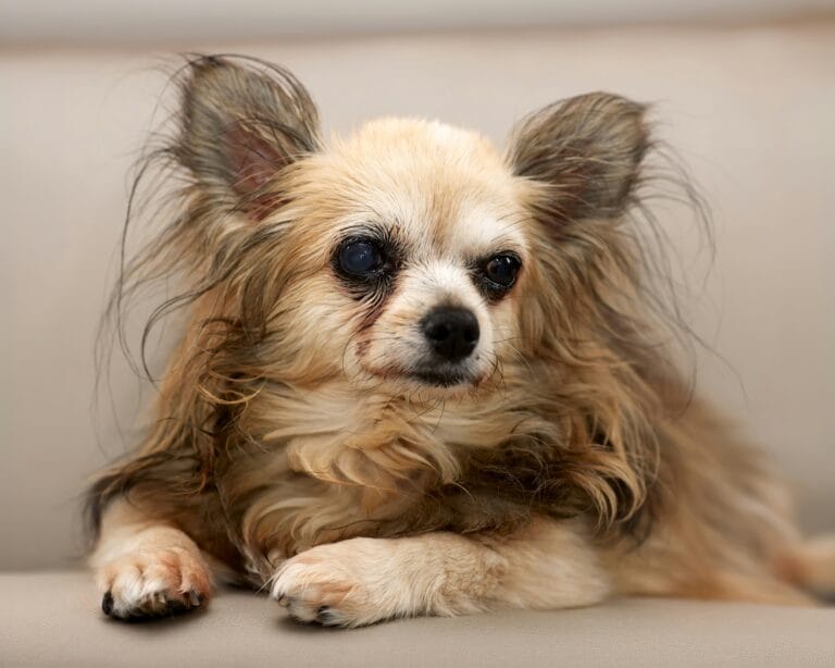 Senior dog resting calmly, cataracts being a common age-related eye condition in older dogs