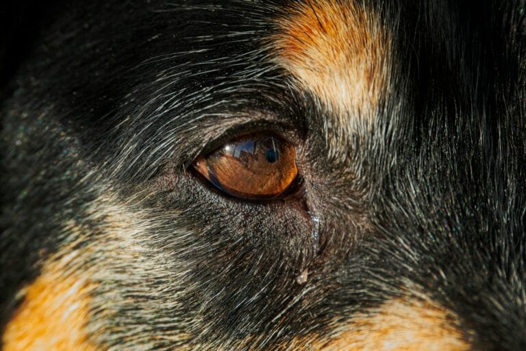 Close-up of a dog's eye, relevant to spotting the third-eyelid swelling of cherry eye
