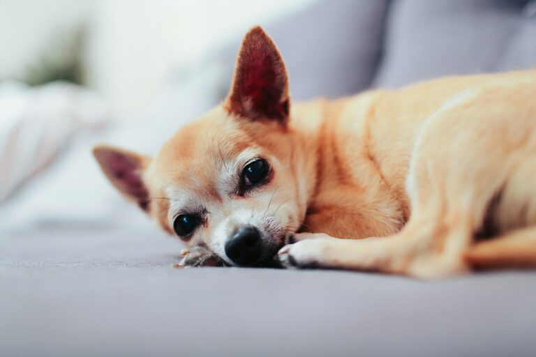 Small breed dog resting calmly, the body type most predisposed to mitral valve disease and heart failure