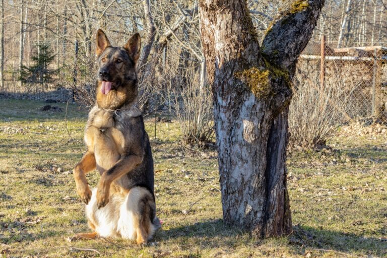 German Shepherd dog sitting outdoors, large active breeds being at higher risk of cruciate ligament injury