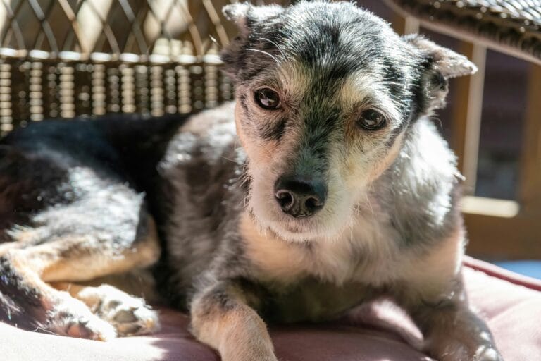 Senior dog resting, relevant to the age-related hormonal condition Cushing's disease