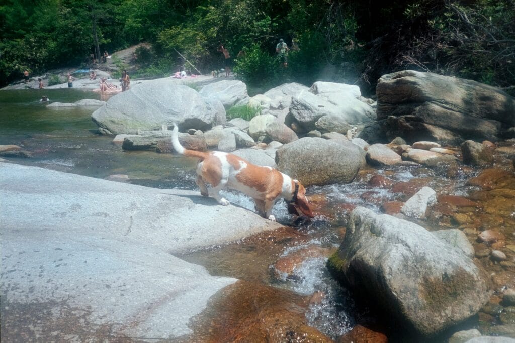 Dog drinking water outdoors, adequate hydration being a key factor in preventing bladder stones