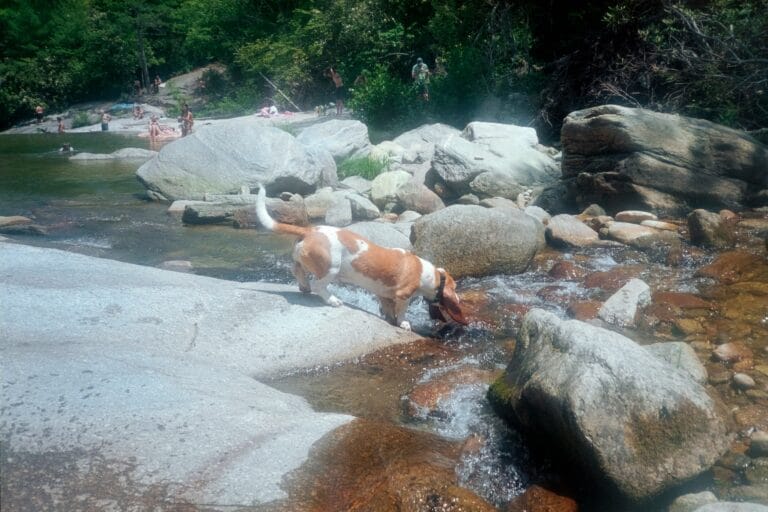 Dog drinking water outdoors, adequate hydration being a key factor in preventing bladder stones