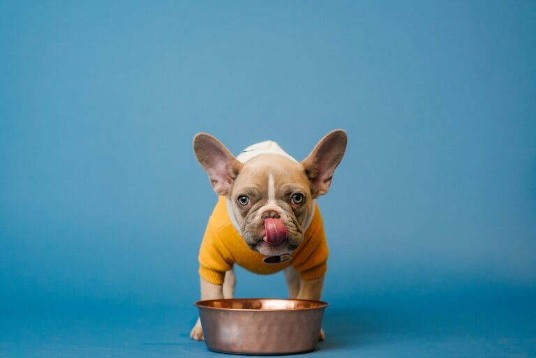 Thirsty dog drinking water, increased thirst being a key early sign of diabetes in dogs