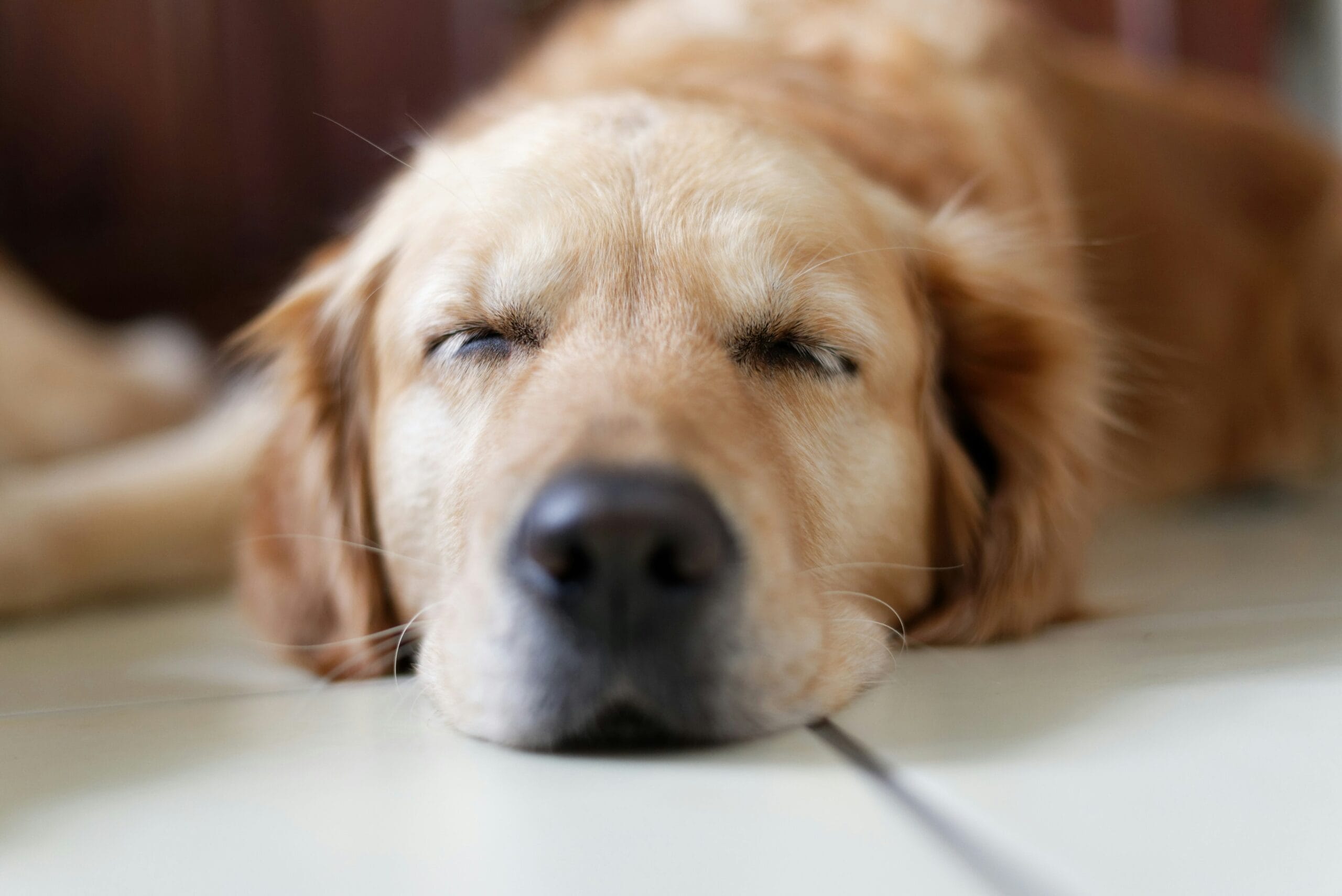 Dog lying down looking lethargic, a common sign of pancreatitis in dogs