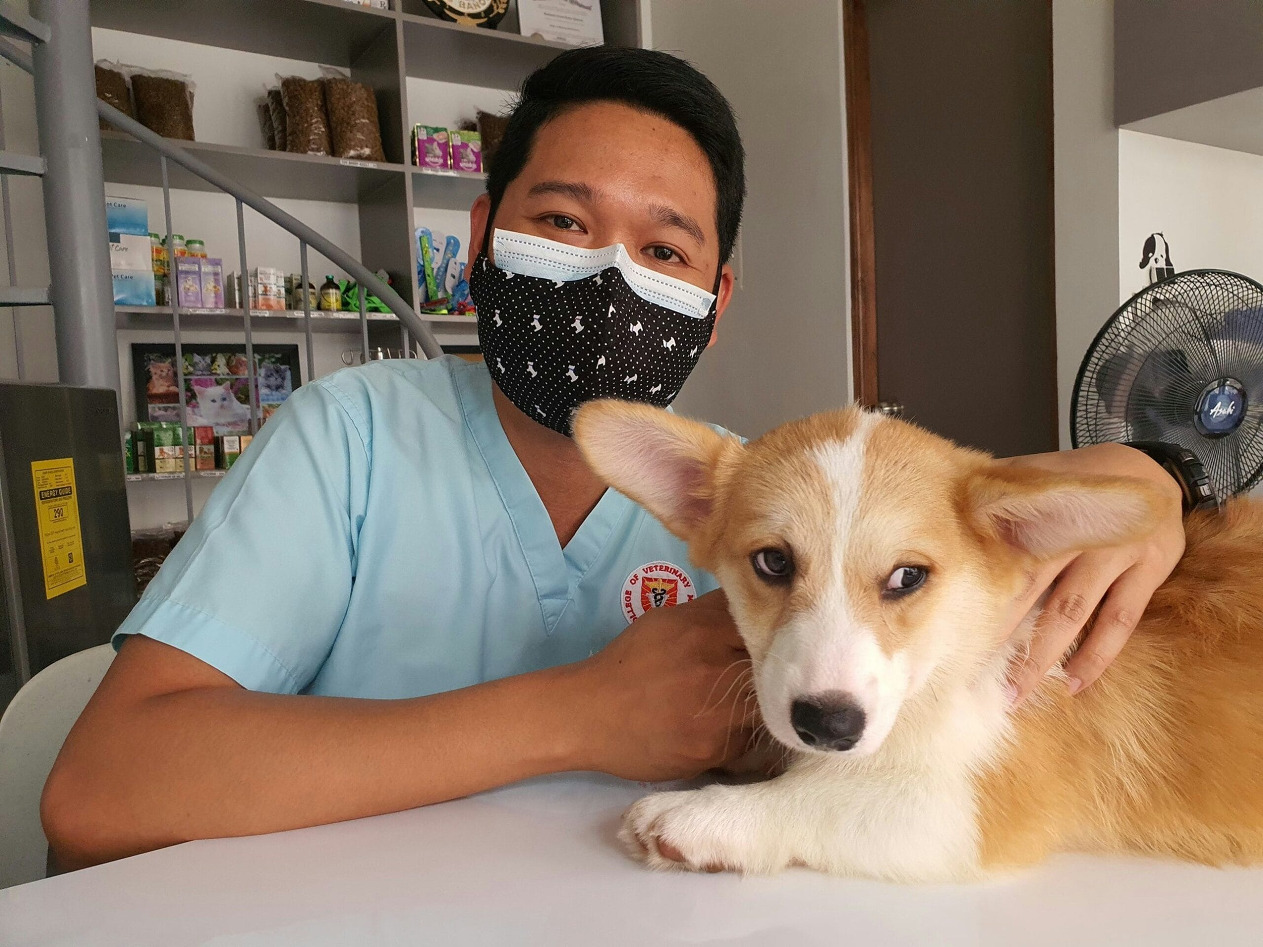 Dog receiving a veterinary checkup, relevant to diagnosing and treating a urinary tract infection