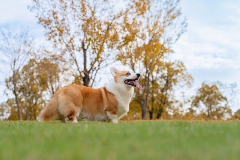 Corgi standing on green grass outdoors