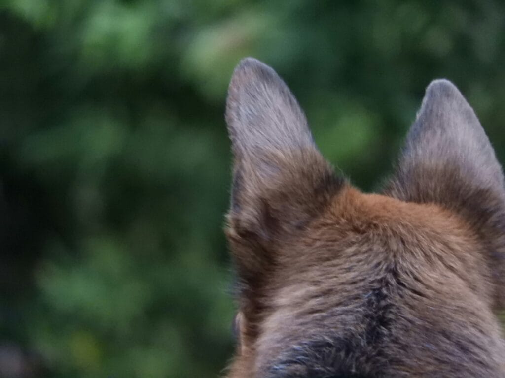 Dog with floppy ears, the ear shape most prone to trauma and hematoma formation
