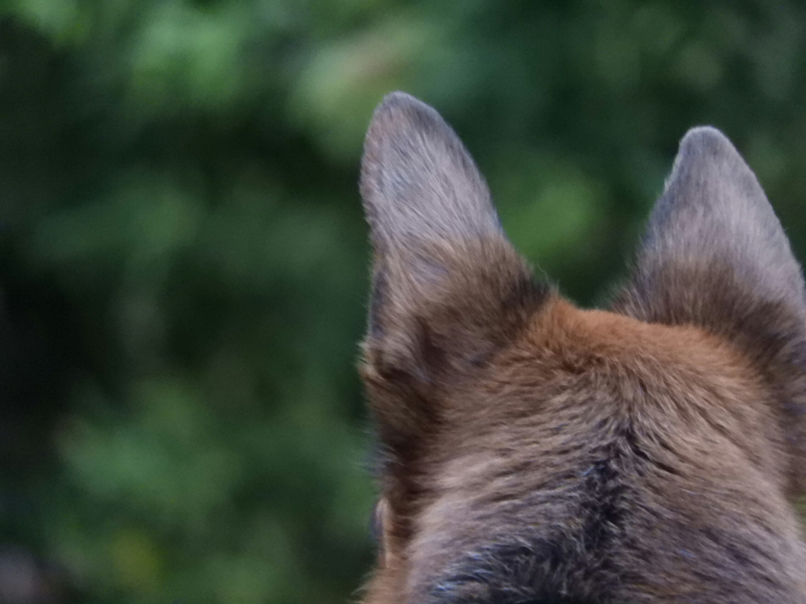 Dog with floppy ears, the ear shape most prone to trauma and hematoma formation