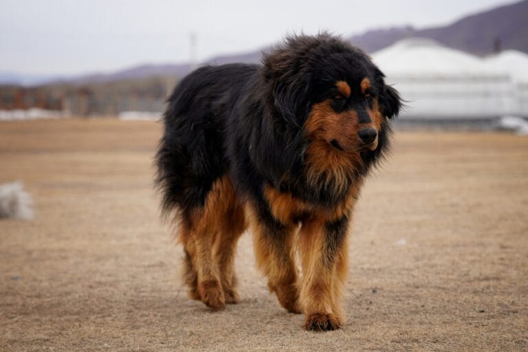 Large breed dog walking outdoors, the body type most commonly affected by elbow dysplasia