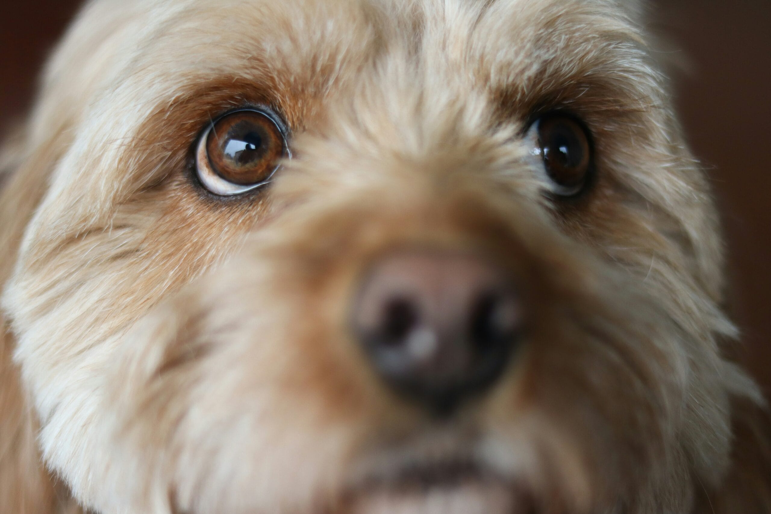 Close-up of a dog's eyes, relevant to spotting the eyelid rolling of entropion