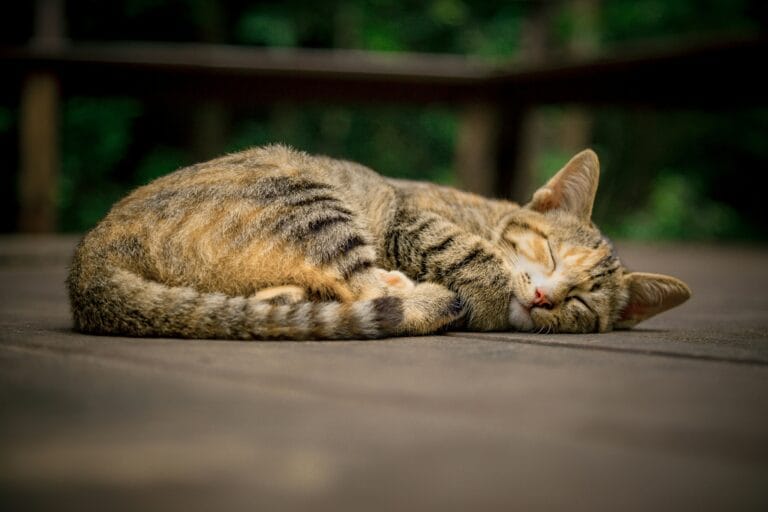 Cat resting calmly, relevant to monitoring breathing patterns for feline asthma